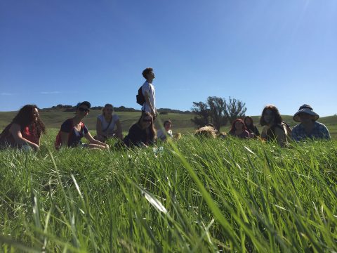 Field Trip Grass